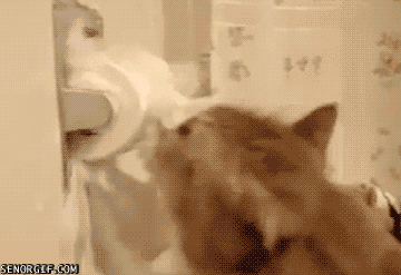 toilet paper cat GIF by Cheezburger