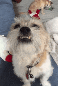 dog smile GIF by Gottalotta