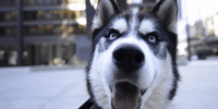 Mission Mascots GIF by Northern Illinois University