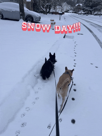 Snow Day Dog GIF