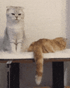 attack cuddles GIF