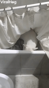Dog Finding Toy in Bathtub Gets Covered by Shower 