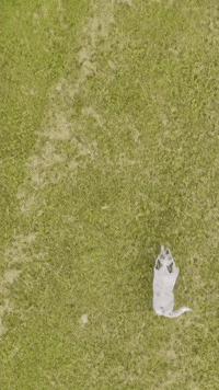 SundaySauceEdits farm dog blue drone dog dog drone GIF