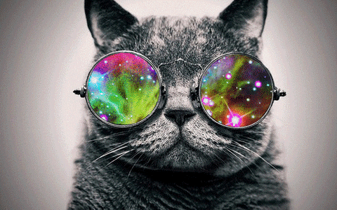 cat galaxy GIF