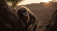 disneystudios the lion king rafiki GIF