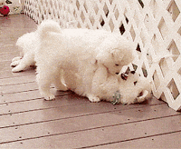 puppy samoyed GIF