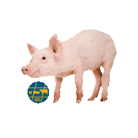 totalinsyn ti sverige gris djur Sticker