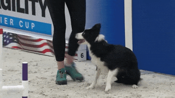 Espn Dogs GIF by American Kennel Club