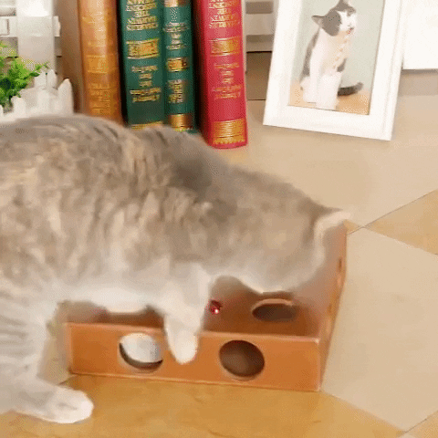 cute-gifts giphygifmaker cat toy hide seek cat toy GIF