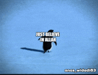 Penguin Believe GIF