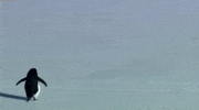 Penguin Mountains GIF