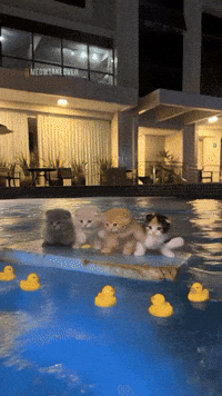 Dance Cat GIF