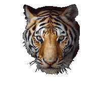 Design Colors Sticker by tikkurila