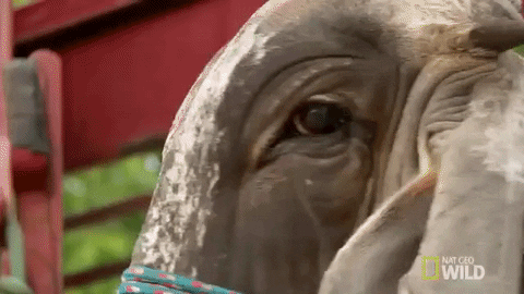 nat geo wild pet GIF by The Incredible Dr. Pol