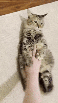 Gremlin The Cat GIF