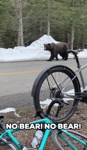 Cyclists Film Close Encounter With Grizzly Bear