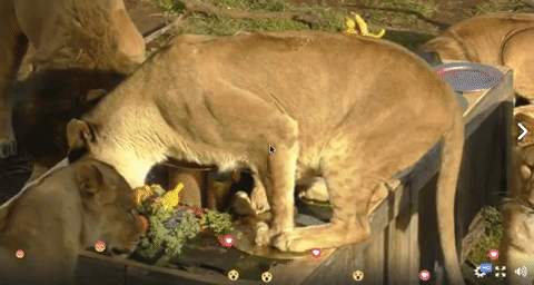 savagethankgiving GIF by Nat Geo Wild 