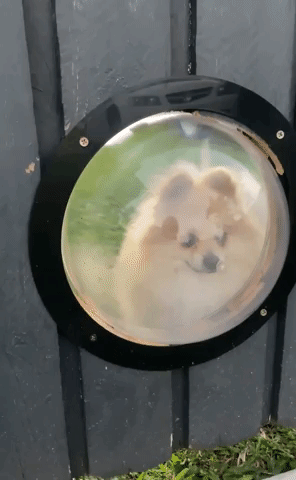 Dog Owners Install Pomeranian-Sized Hole in Fence