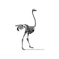 Illustration Drawing Sticker by The Wild Curiosity