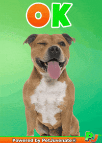 Love Rescue Dogs GIF by PetJuvenate