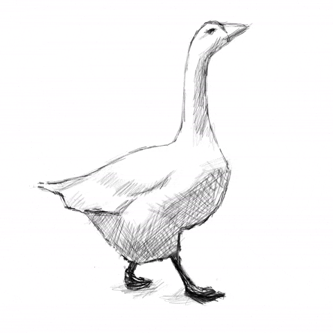 studiogiff animation drawing sketch goose GIF