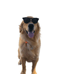 goldenretrieverbrasil chacha grb goldenrbrasil agoldencharlotte Sticker