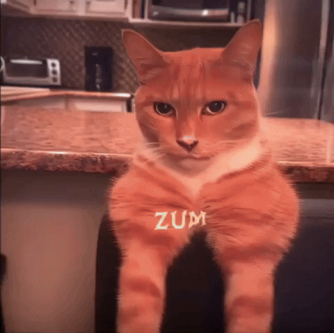 Orange Cat Mewing GIF