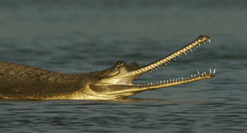 crocodile reptile GIF by Head Like an Orange