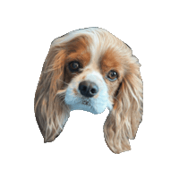 Dog Smile Sticker