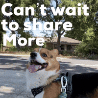 Dog Corgi GIF