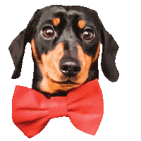 Bow Tie Dachshund Sticker by DopeDog