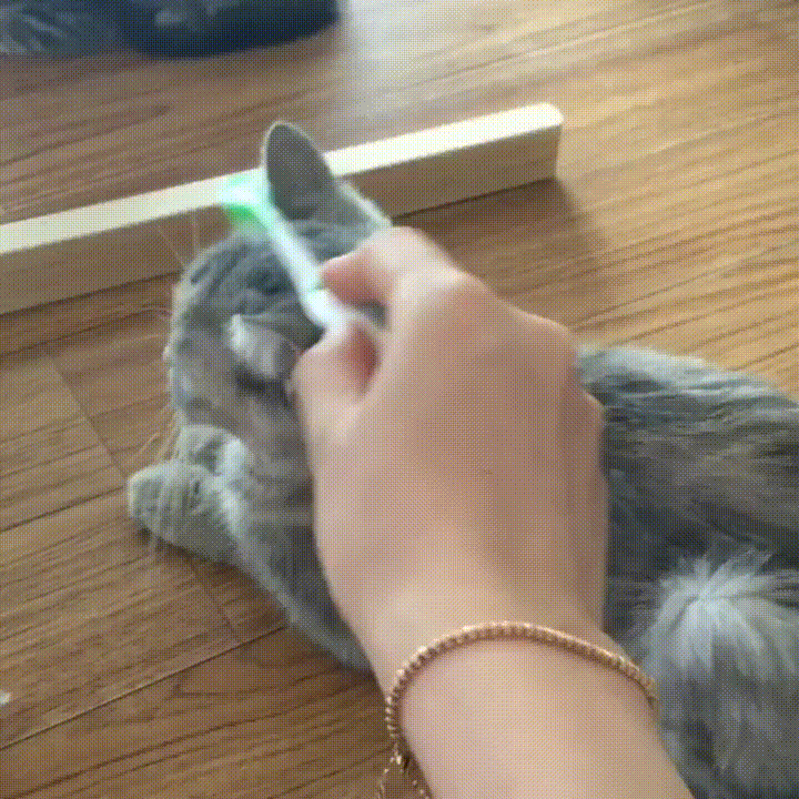 cat love GIF