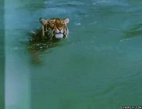 tiger swimming GIF by Cheezburger