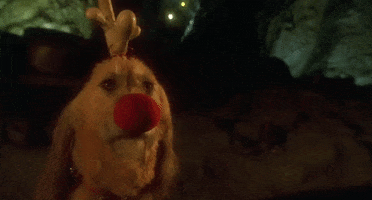 Jim Carrey Dog GIF by filmeditor