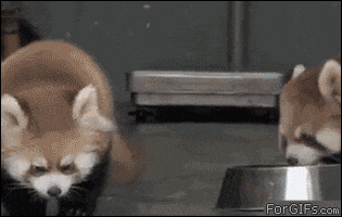 scared red panda GIF