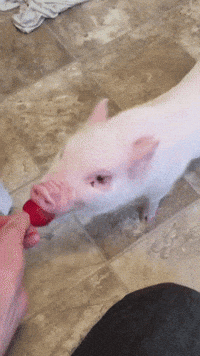 Hungry Pig GIF