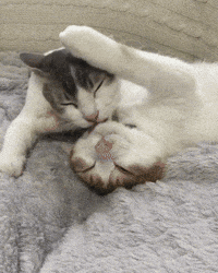 licks taps GIF