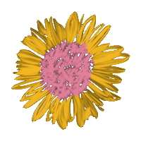Sunflower Wwl Sticker by Wichita with Love