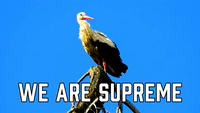 We Are Supreme