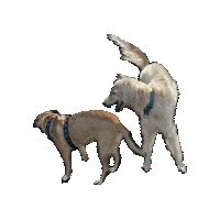 pSORcolor dogs dog collar borzoi dog harness Sticker