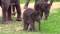 Twin Baby Elephants Squabble Over Bagel at Syracuse Zoo