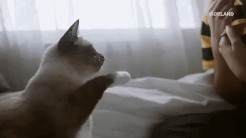 cat GIF by MOST EXPENSIVEST