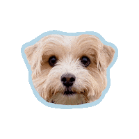 Little Dog Sticker