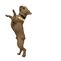 Dance Juju Sticker by got milk