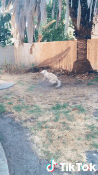 Chien Pirouette GIF by TikTok France