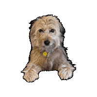 Serious Dog Sticker by Lemondropsocial