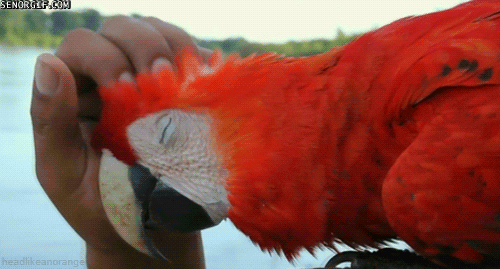 parrot GIF by Cheezburger