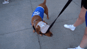 Blue Jays Dog GIF by Toronto Blue Jays