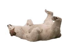 Robert Downey Jr Sticker by Dolittle