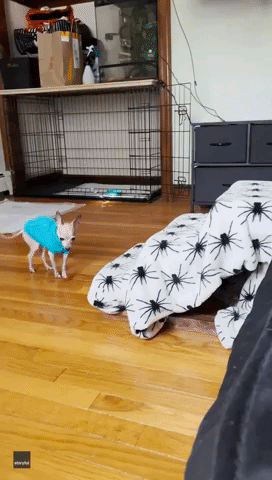Visually Impaired Chihuahua Devises Novel Way to Climb Steps